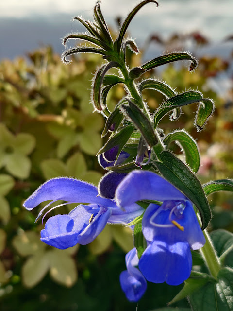 Blomstrende blåsalvie (Salvia patens) med prydtobakk i bakgrunnen, tatt i motlys