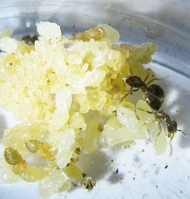Tapinoma sessile ant workers