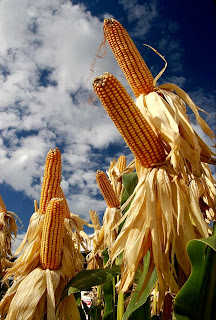 Mais maturo nel campo, simbolo della raccolta, del traguardo raggiunto