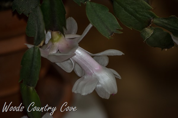 NOVEMBER 2015 (11 of 12)