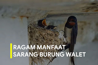 Ragam Manfaat Sarang Burung Walet