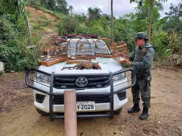 Polícia Ambiental flagra caçador e apreende pássaros e animal abatido