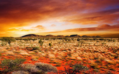 Vegetación en el desierto - Desert vegetation