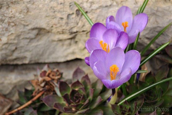 Spring in my garden 1