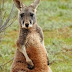 Australia autoriza caza de canguros por sequía