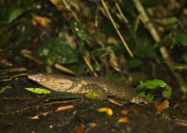 Varanus dumerilii, Dumeril Monitor Lizard, ตุ๊ดตู่