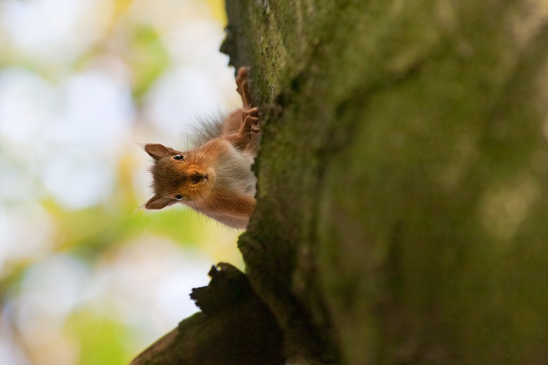 Red Squirrel
