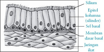 batang tenggorokan atau dinamakan bronkus Pintar Pelajaran Struktur dan Fungsi Bronkus / Cabang Batang Tenggorokan