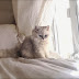Gato peludo na cama
