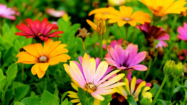 Madeliefjes in diverse kleuren.