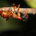 Fungal Parasite Turns Ants To Zombies But Leaves Their Brains Intact