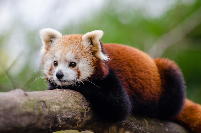 Red Panda - Panda Rojo