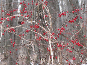 Japanese barberry