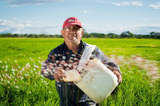 4 Proven Tips To Increase Rice Yield