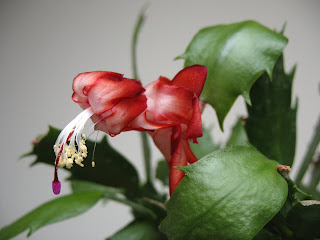 Dead Schlumbergera truncata 'Dark Marie'