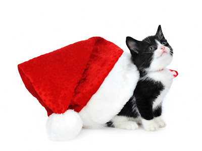 Gatito listo para Navidad - Kitten ready for Christmas