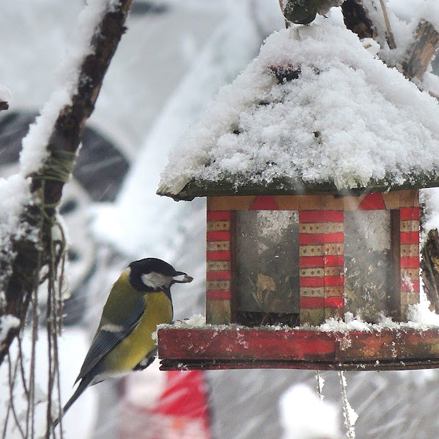 Sneeuw- en  vogelpret