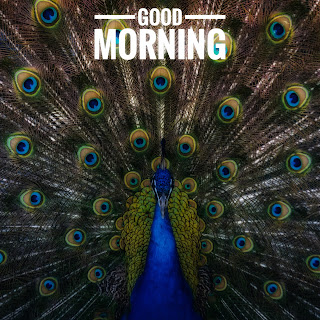 Good morning peacock Image