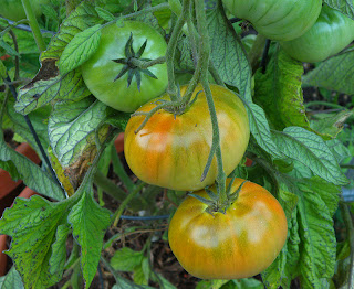 Three Partially Ripe Tomatoes on Vine