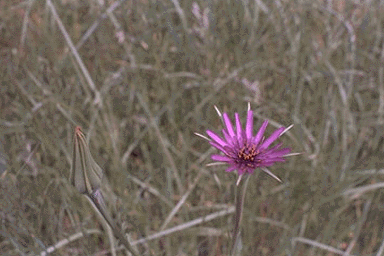 Tragopogon Porrifolius