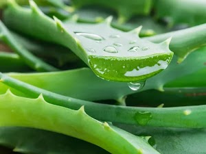 Descubre los múltiples beneficios del Aloe vera para mejorar tu salud