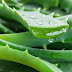Descubre los múltiples beneficios del Aloe vera para mejorar tu salud