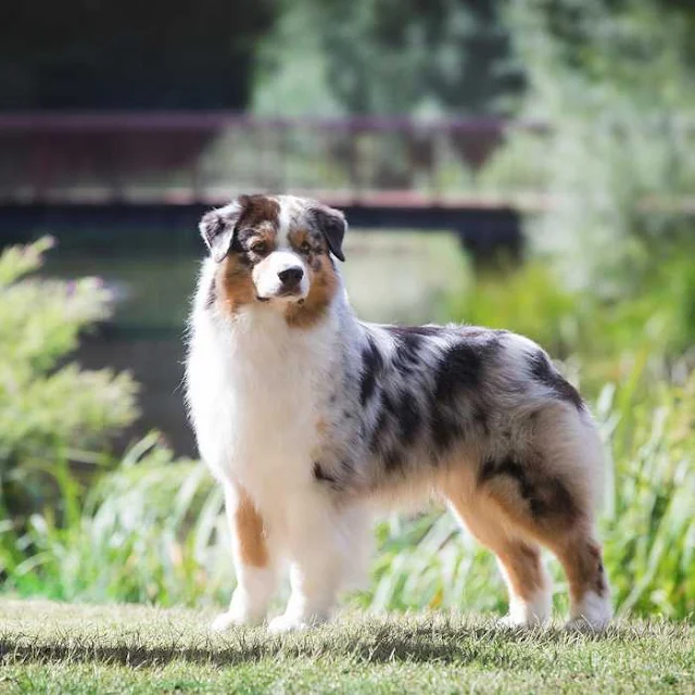 characteristics of the Australian Shepherd