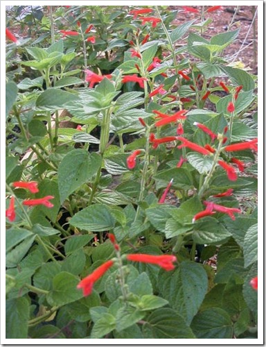 Honey Melon Sage