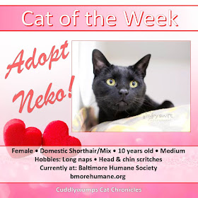 Cat of the Week: Adopt Neko!