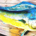 Mahi-mahi - Dorado Fish In English