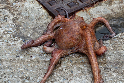 Europese Achtarm - - Octopus vulgaris