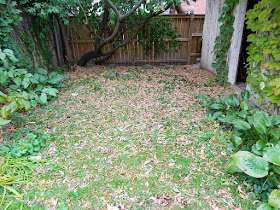 Yonge and Lawrence Backyard Toronto Fall Cleanup before by Paul Jung Gardening Services--a Toronto Gardening Company