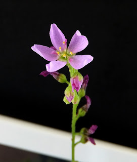 kwiat drosera capensis