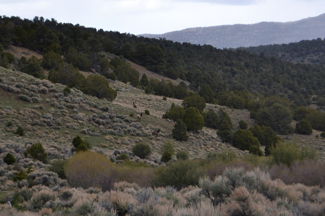 three elk with big white haunches