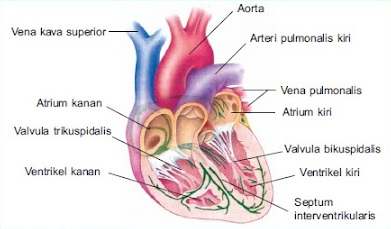  Bagian  bagian  Jantung Manusia dan  fungsinya pengatahuan 