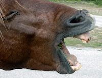 Assateague Pony with Mouth Open