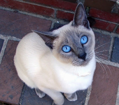 siamese cats eyes pictures
