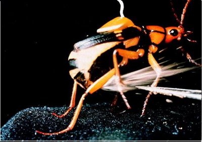 bombardier beetle