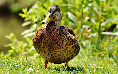 duck on grass widescreen resolution hd wallpaper