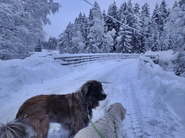 romjul vinterstemning