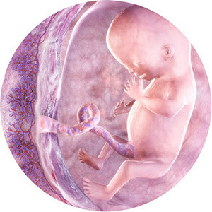 hình ảnh siêu âm thai nhi 12 tuần tuổi