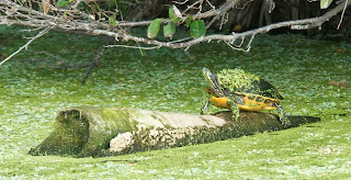 Florida red-bellied turtle (Pseudemys nelsoni)