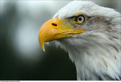 Stunning Close Up Photography Of Wild Animals