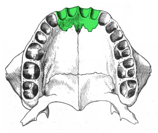 Резцовая кость, премаксила, Premaxilla