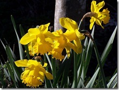 daffodils