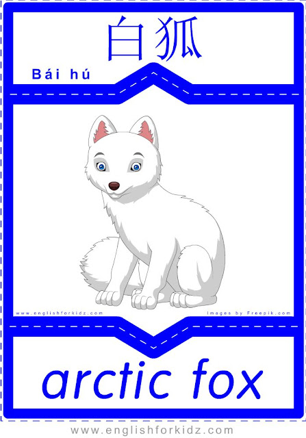 Arctic fox - English-Chinese flashcards for wild animals topic