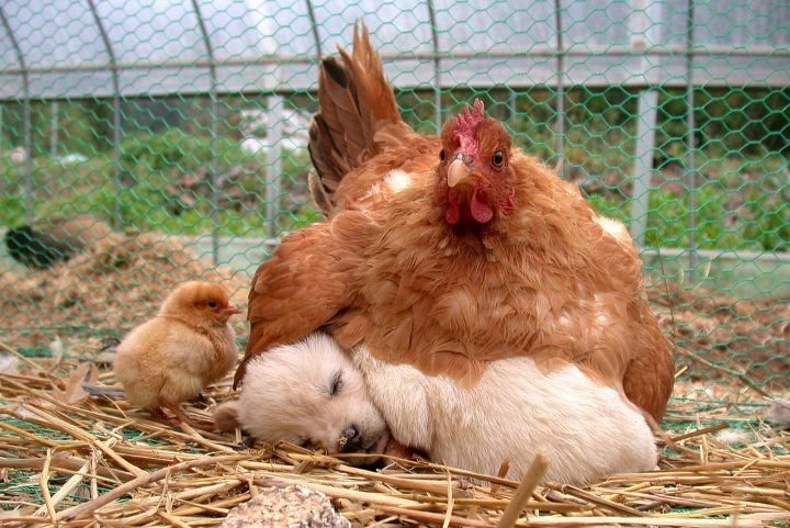 A mother hen....................