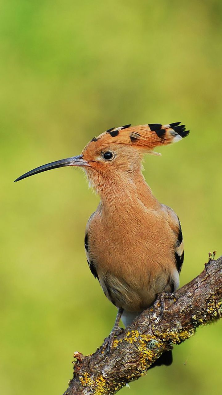 পাখির পিক, পাখি পিক, পাখির পিকচার, পাখি পিকচার, পাখির ছবি, পশু পাখির ছবি, টিয়া পাখির ছবি, দোয়েল পাখির ছবি, তোতা পাখির ছবি, ময়না পাখির ছবি, চাতক পাখ