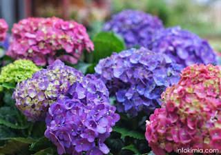 Bunga Hydrangea sebagai indikator alami asam basa