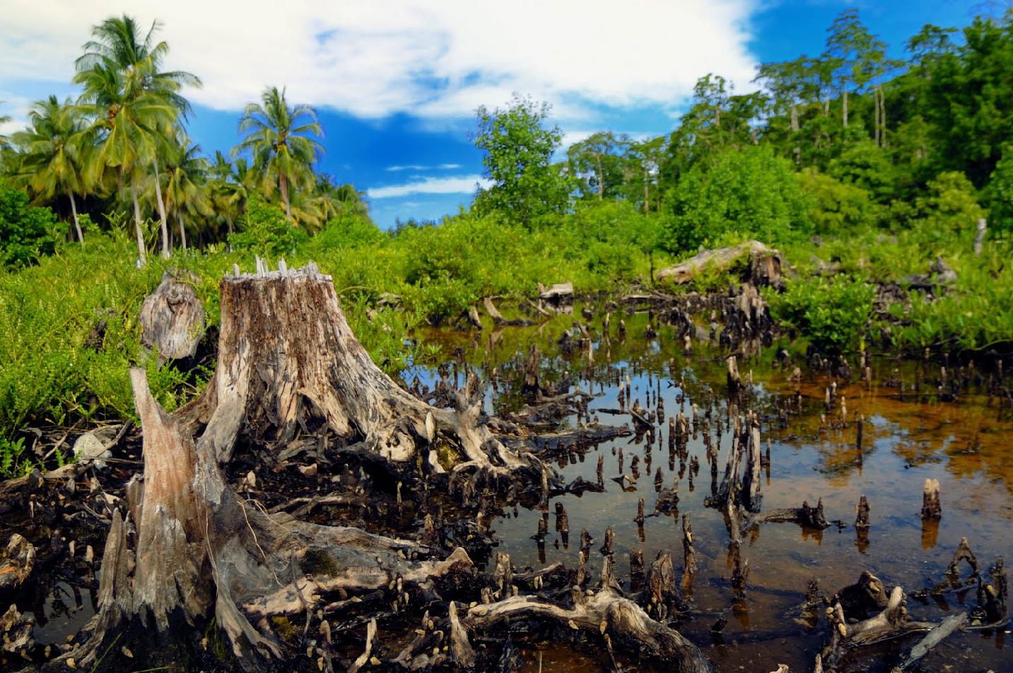 Contoh Gambar Ilustrasi Hutan | Hilustrasi